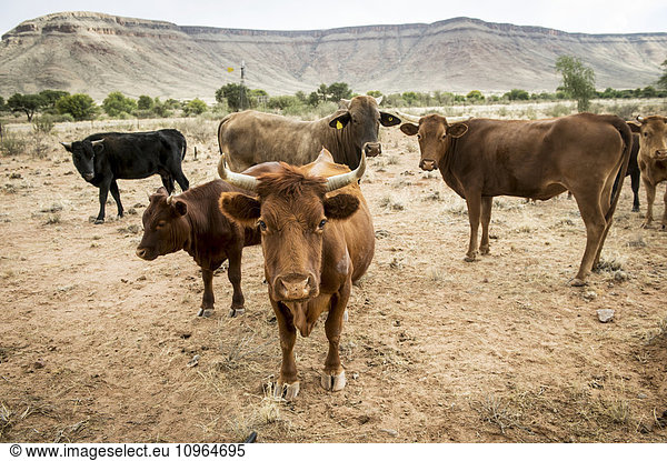 'Beef cattle in a field; Namibia'