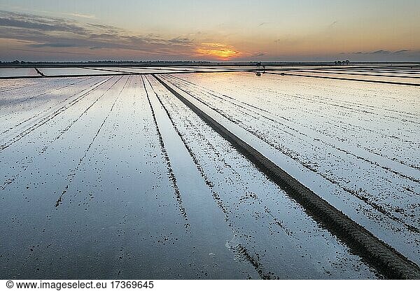 Überschwemmte Reisfelder im Mai bei Sonnenaufgang  Luftbild  Drohnenaufnahme  Naturschutzgebiet Ebro-Delta  Provinz Tarragona  Katalonien  Spanien  Europa