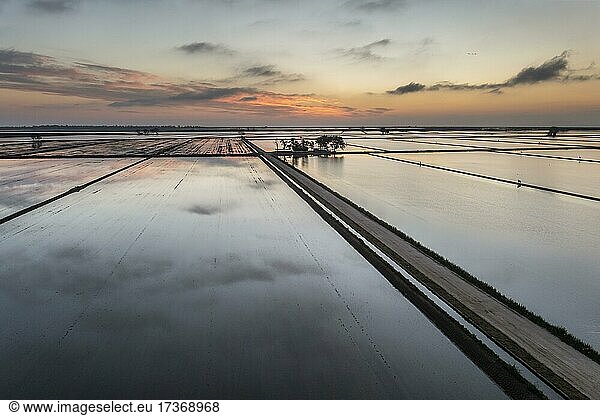 Überschwemmte Reisfelder im Mai bei Tagesanbruch  Luftbild  Drohnenaufnahme  Naturschutzgebiet Ebro-Delta  Provinz Tarragona  Katalonien  Spanien  Europa