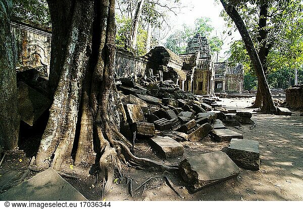 Überwucherte Wurzeln und Ruinen des Tempels Ta Prohm  Angkor  Kambodscha. Ta Prohm wurde im 12. und 13. Jahrhundert erbaut und wurde weitgehend so belassen  wie er vorgefunden wurde. Wenn Sie die berühmt-berüchtigten Tempel sehen wollen  die mit verdrehten alten Baumwurzeln vollgestopft sind  dann sollte Ta Prohm ganz oben auf Ihrer Liste der zu besuchenden Tempel in Angkor stehen.
