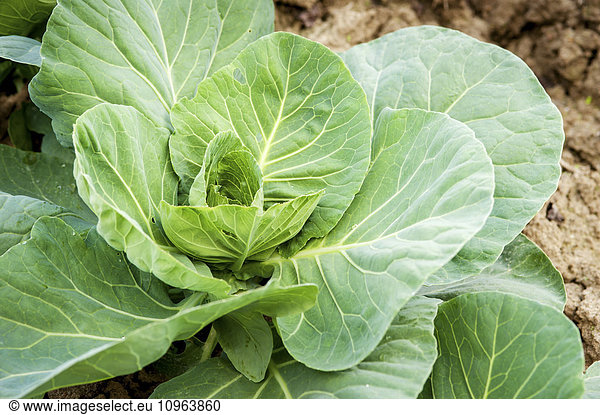 'Cabbage plant growing; Denton  Maryland  United States of America'