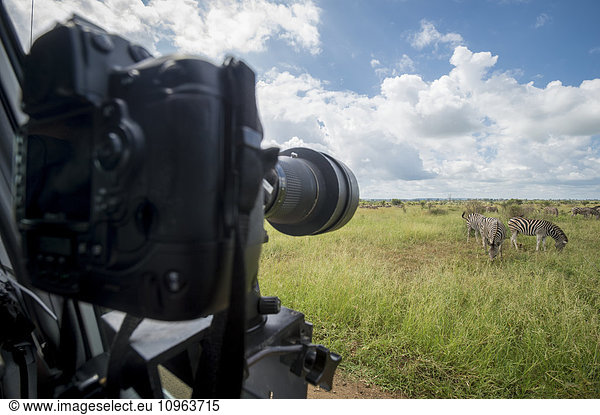 'Camera mounted on a vehicle pointing towards plains zebra (Equus quagga)  Kruger National Park; South Africa'