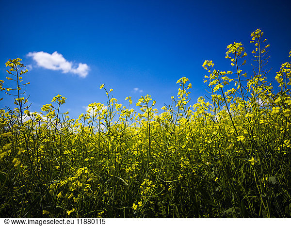 'Canola in bloom under a blue sky; Alberta  Canada'