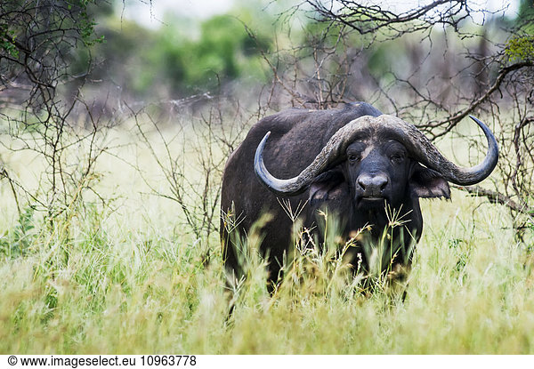 'Cape Buffalo (Syncerus caffer)  Kruger National Park; South Africa'