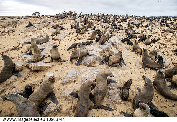 'Cape Fur Seals (pinnipedia) on the Seal reserve of the Skeleton Coast; Cape Cross Namibia'