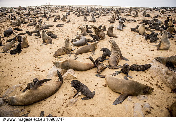 'Cape Fur Seals (pinnipedia) on the Seal reserve of the Skeleton Coast; Cape Cross  Namibia'