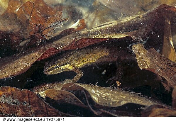 (captive)  Teichmolch (Triturus vulgaris) die Wanderung zu den Laichgewässern beginnt regional schon im Februar (Foto Weibchen)  Smooth Newt emerge from hibernation on land from late February to April (Common Newt) (Adult female)