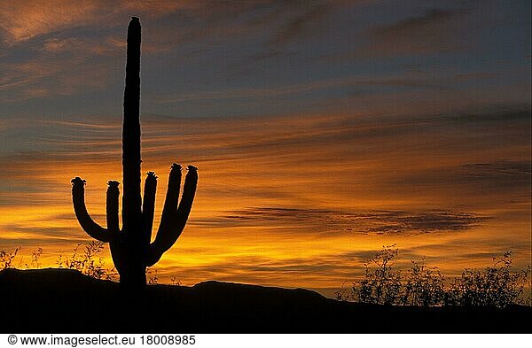 (Carnegiea gigantea) giganteus  columnar cactus (Cactaceae) (Cereus)  Sagauro Cactus At sunrise  Arizona