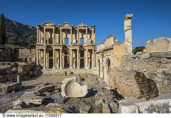 'Cat sitting on a stone wall in the foreground and the Library of Celsus in the background; Ephesus  Izmir  Turkey'