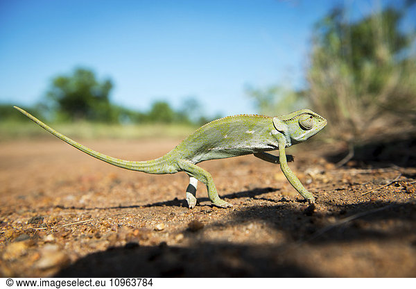 'Chameleon (Chamaeleonidae)  Kruger National Park; South Africa'