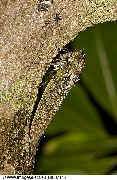 (Cicadidae)  Andere Tiere  Insekten  Tiere  Malagasy Cicada  Yanga hearthii