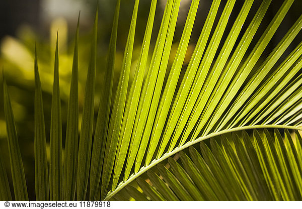 'Close-up of a plant leaf; Hawaii  United States of America'