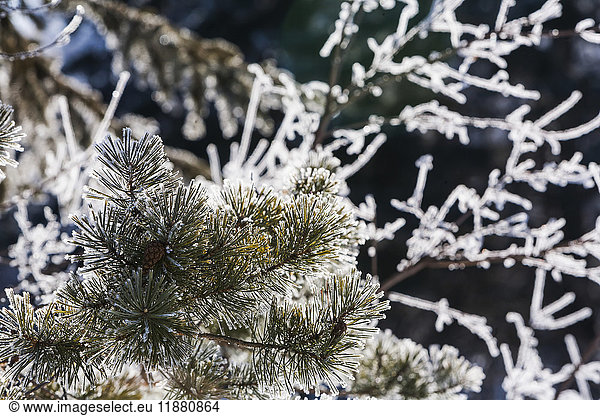 'Close up of frosty pine needles and ice covered tree branches; Alberta  Canada'