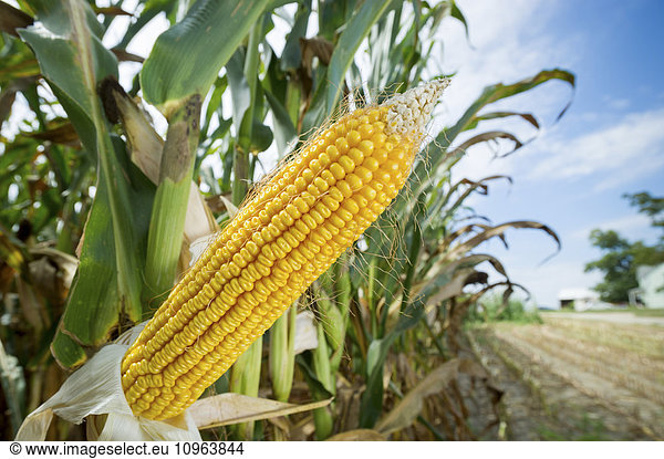 'Close up of shucked field corn in a corn field; Ridgley  Maryland  United States of America'