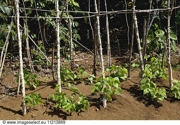 'Close up view of young pole bean plants growing on a demonstration farm in the North Kona District of the Big Island  the shiny leaves of coffee trees are in the background; Kona  Island of Hawaii  Hawaii  United States of America'