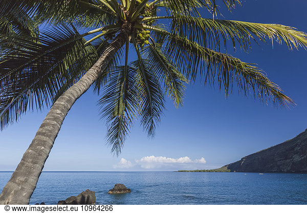 'Coconut Palm (Cocos nucifera) on Kealakekua Bay with view of Captain Cook Monument; Kona  Hawaii  Island of Hawaii  United States of America'