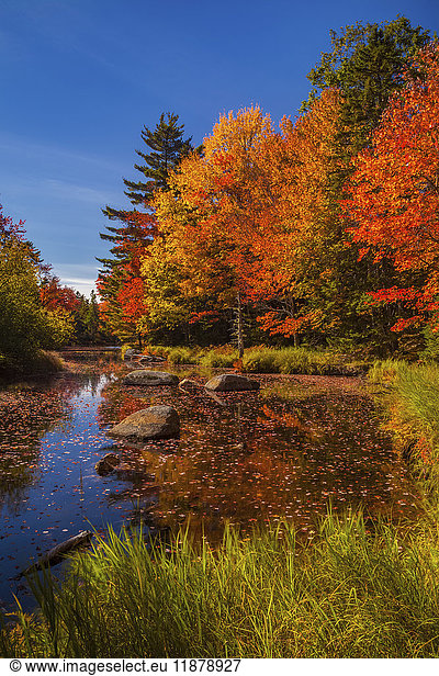 'Colourful autumn coloured foliage on trees along the Westfield River  near North Brookfield; Nova Scotia  Canada'