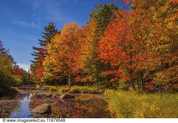 'Colourful autumn coloured foliage on trees along the Westfield River  near North Brookfield; Nova Scotia  Canada'