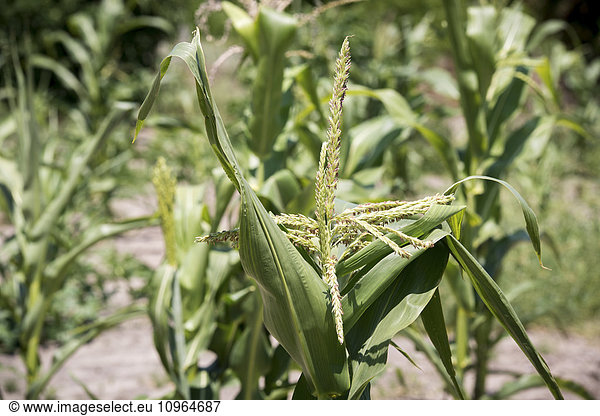 'Corn plant growing; Maun  Botswana'