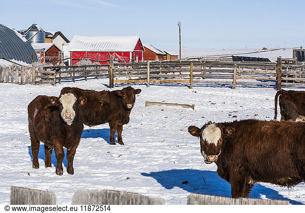 'Cows grazing in a corral in snow with a red barn and various farm buildings in the background; Alberta  Canada'