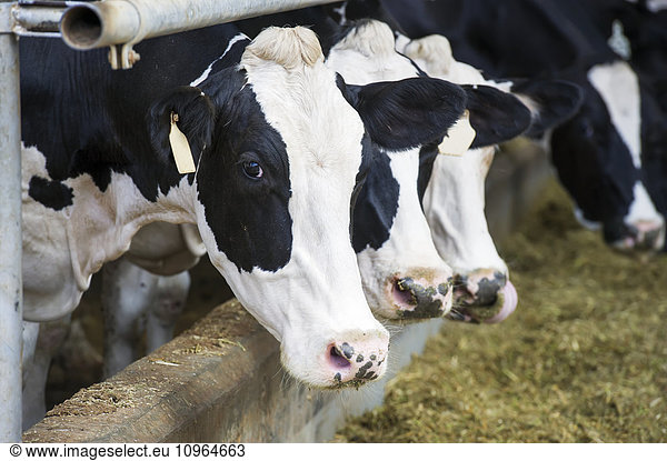 'Cows on a dairy farm; Cullinan  Gautang  South Africa'