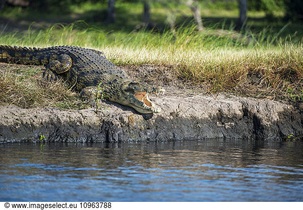 'Crocodile (Crocodylinae)  Chobe National Park; Kasane  Botswana'