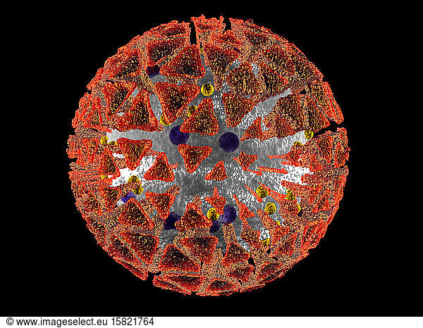 3D-gerenderte Illustration einer anatomisch korrekten Interpretation des COVID19-Virus  auch als Corona-Virus bekannt  isoliert auf Schwarz