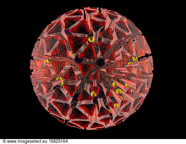 3D-gerenderte Illustration einer anatomisch korrekten Interpretation des COVID19-Virus  auch als Corona-Virus bekannt  isoliert auf Schwarz