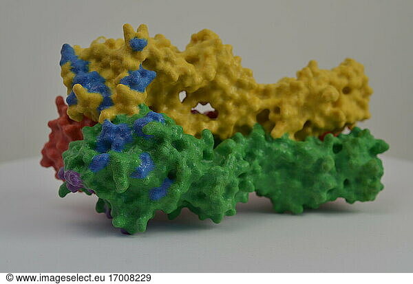 3D print of hemagglutinin (HA)  one of the proteins found on the surface of influenza virus that enables the virus to infect human cells. In this model  blue and purple denote areas where mutations can change the ability of the virus to attach to host cells and cause infection. For more information  visit the NIH 3D Print Exchange at http://3dprint.nih.govt. Credit: NIH .