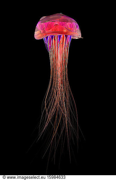 3D Rendered illustration  jellyfish
