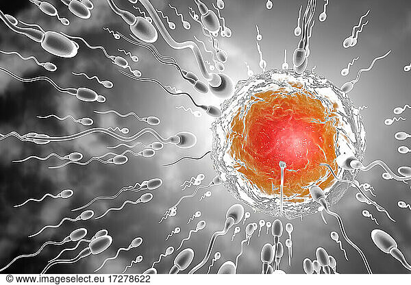 3D Rendered Illustration of sperm cells racing to fertilize egg
