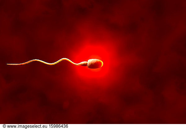 3D rendered illustration  visualization of sperm cell