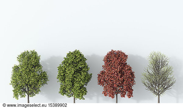 3D-Rendering  Baum in den vier Jahreszeiten