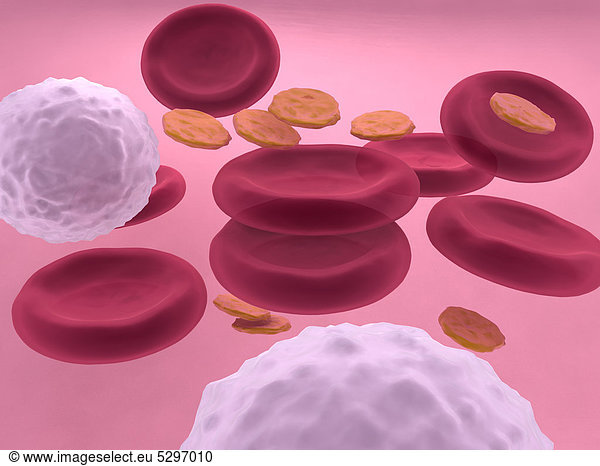 3d-visualisation of blood cells with erythrocytes  leukocytes and platelets
