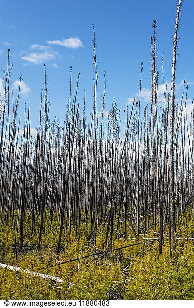 'Dead trees standing tall against a blue sky with new growth on the forest floor; Alberta  Canada'