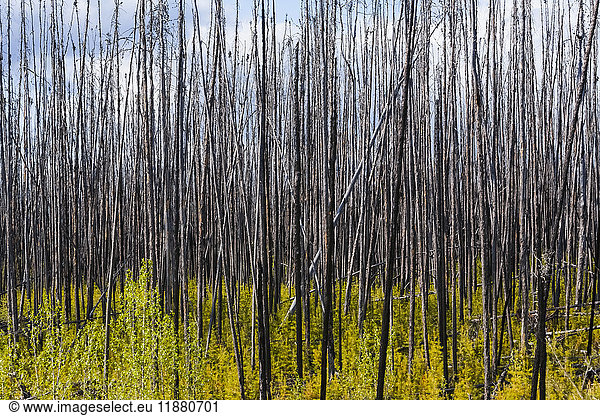 'Dead trees standing tall against a cloudy sky with new growth on the forest floor; Alberta  Canada'