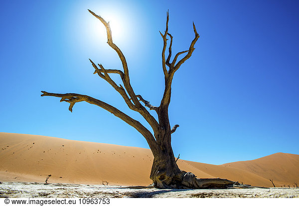 'Deadvlei pan and dunes estimated 900 year old dead camel thorn trees (Acacia erioloba) in the dry clay pan are surrounded by the wold's largest sand dunes Namib-Naukluft National Park near Sossusvlei; Namibia'