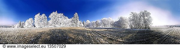 360-degree panorama of frost-covered trees under a deep blue sky near Eichstaett  Pietenfeld  Bavaria  Germany  Europe