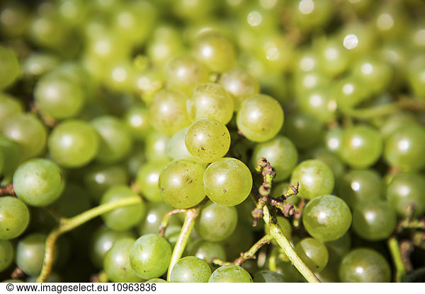 'Detail of green wine grapes; Maryland  United States of America'