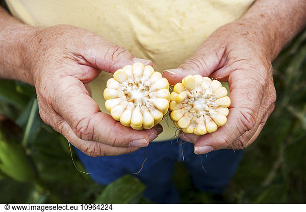 'Detail of man's hands holding corn (Maize); Knoxville  Pennsylvania  United States of America'
