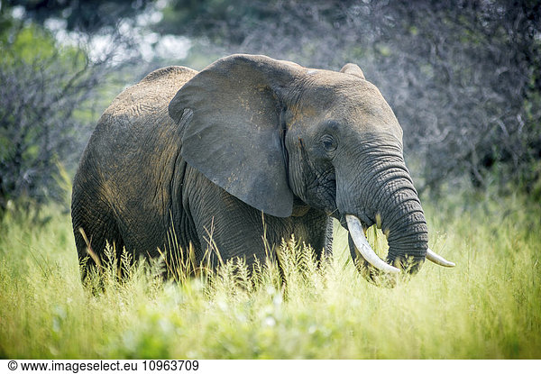 'Elephant (elephantidae) feeding at Dinokeng Game Reserve; South Africa'