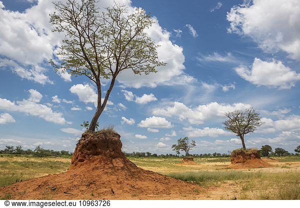 'Elephant-rubbed tree  Chobe National Park; Kasane  Botswana'
