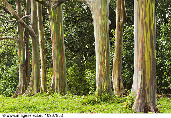 'Eucalyptus tree grove on the northeast side of Maui; Maui  Hawaii  United States of America'