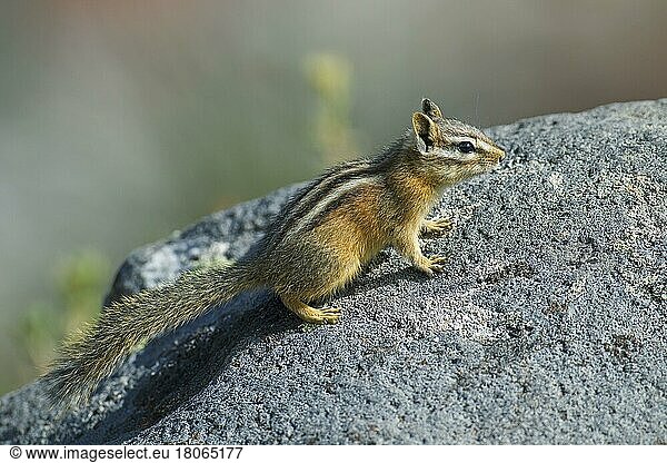 (Eutamias minimus)  Streifenbackenhörnchen  Nagetiere  Säugetiere  Tiere  Least chipmunk on rock  native to North America