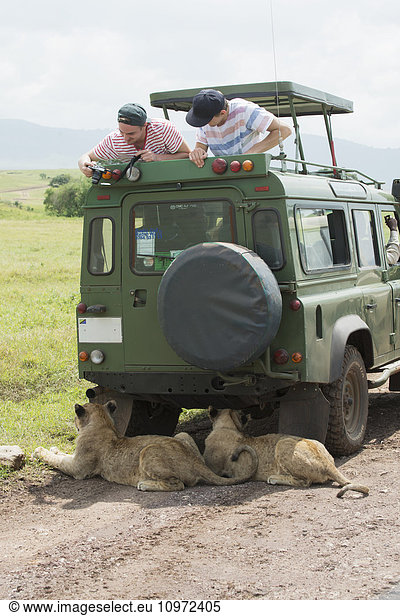 'Excited tourists peer down at lions resting in the shade of their vehicle in Ngorongoro Crater Conservation Area; Tanzania'