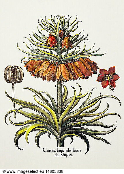 ÃœF Botanik hist.  Blumen / BlÃ¼ten  Fritillaria  Kaiserkrone (Fritillaria imperialis)  Kupferstich  koloriert  29 cm x 20 5 cm  aus 'Hortus Eystettensis'  von Basilius Besler (1561- 1629)  EichstÃ¤tt  Deutschland  1613  Privatsammlung