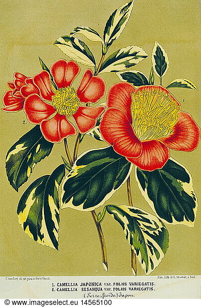 ÃœF Botanik hist.  Blumen / BlÃ¼ten  Kamelien (Camellia)  Japanische Kamelie (Camellia japonica)  Duftende Kamelie (Camellia sasanqua)  Farblithographie  25 6 cm x 16 8 cm  von L. Stroobant  Gent  Belgien  um 1840