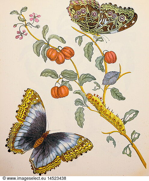 ÃœF Zoologie hist.  Insekten  Tagfalter  Raupe  blÃ¼hender Busch  Kupferstich  mit Wasserfarben koloriert  aus 'Metamorphosis insectorum Surinamensium'  von Maria Sibylla Merian (1647 - 1717)  Amsterdam  Niederlande  1705  Privatsammlung