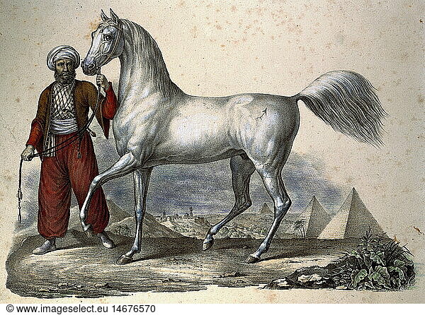 ÃœF  Zoologie hist.  Pferd (Equus)  Araber  Schimmel  Hengst  daneben Ã¤gyptischer ZÃ¼chter  Lithographie  ZÃ¼rich  1805