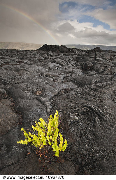 'Fern growing from a cooled lava bed in Hawaii Volcanoes National Park; Island of Hawaii  Hawaii  United States of America'